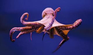 章鱼有多少个大脑 章鱼有多少个大脑