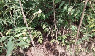 文冠果苗木价格 文冠果苗木价格